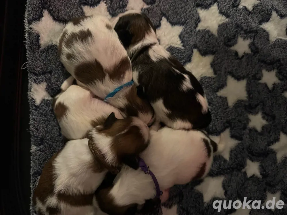 Shihtzu welpen 