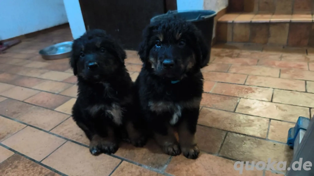 Hovawart Bernersennenhund Mix  Welpen Hovawart Bernersennenhund Mix  Welpen