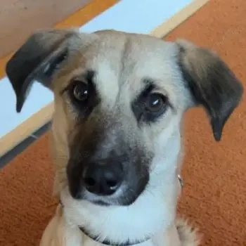 Fary, geb. ca. 02 2024, lebt auf einer Pflegestelle in 58332 Schwelm