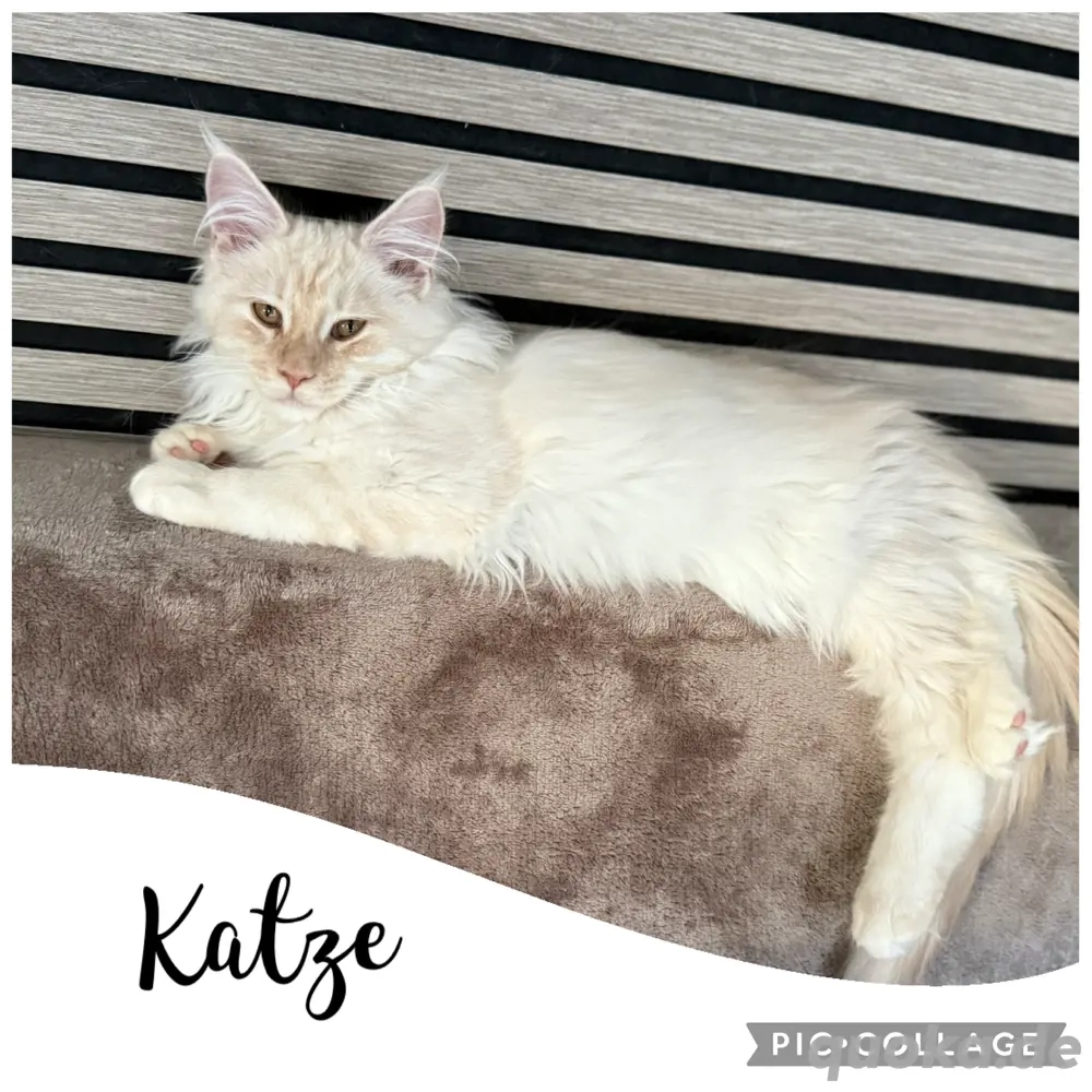 Reinrassige Maine Coon Kitten 