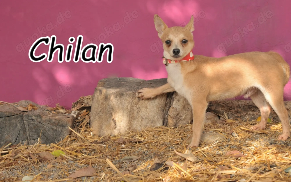  Möchtest du ihm zeigen, dass Liebe heilen kann und ihm das Zuhause schenken, das er nie hatte?