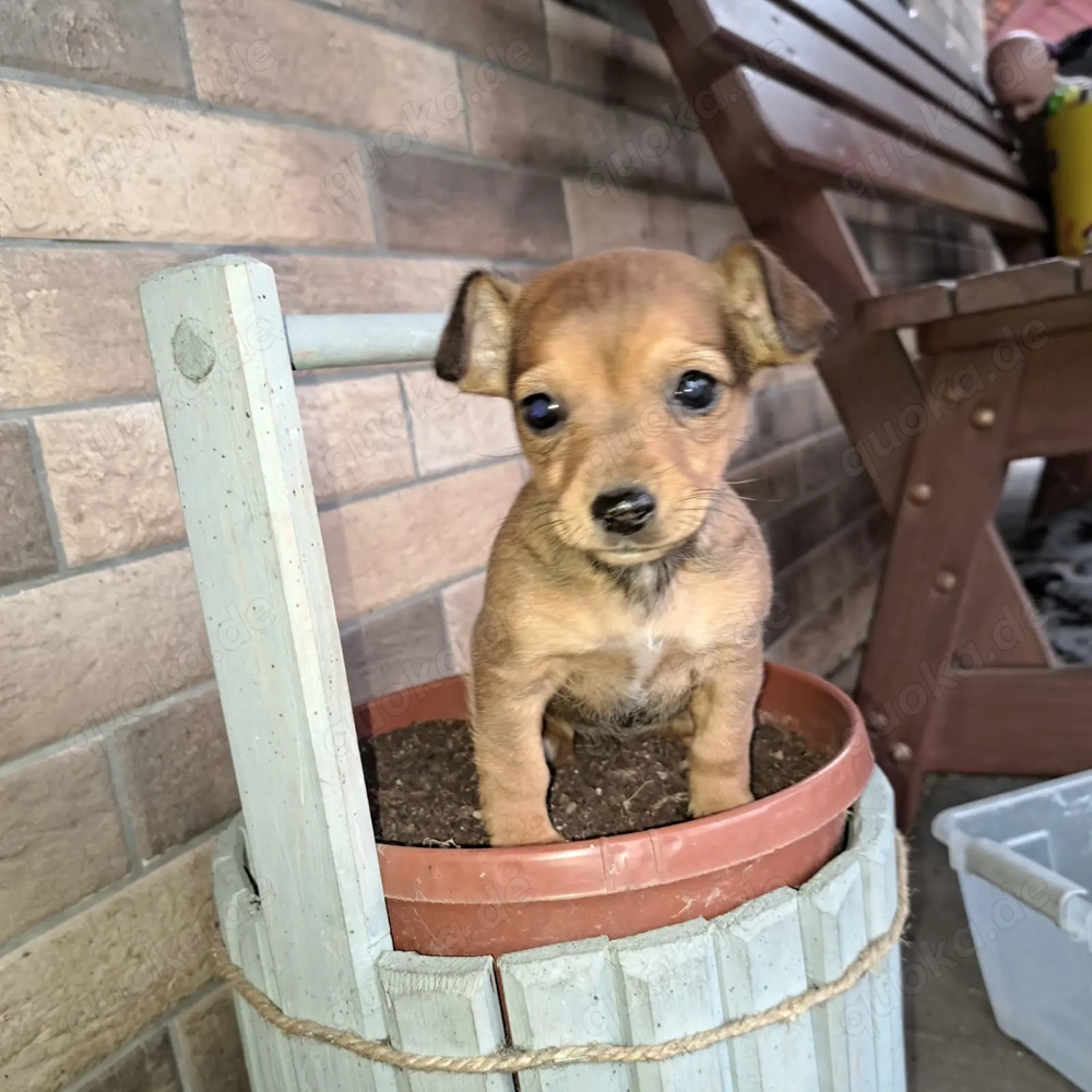 Niedliche Jack Russel-Zwergpinscher Welpen 
