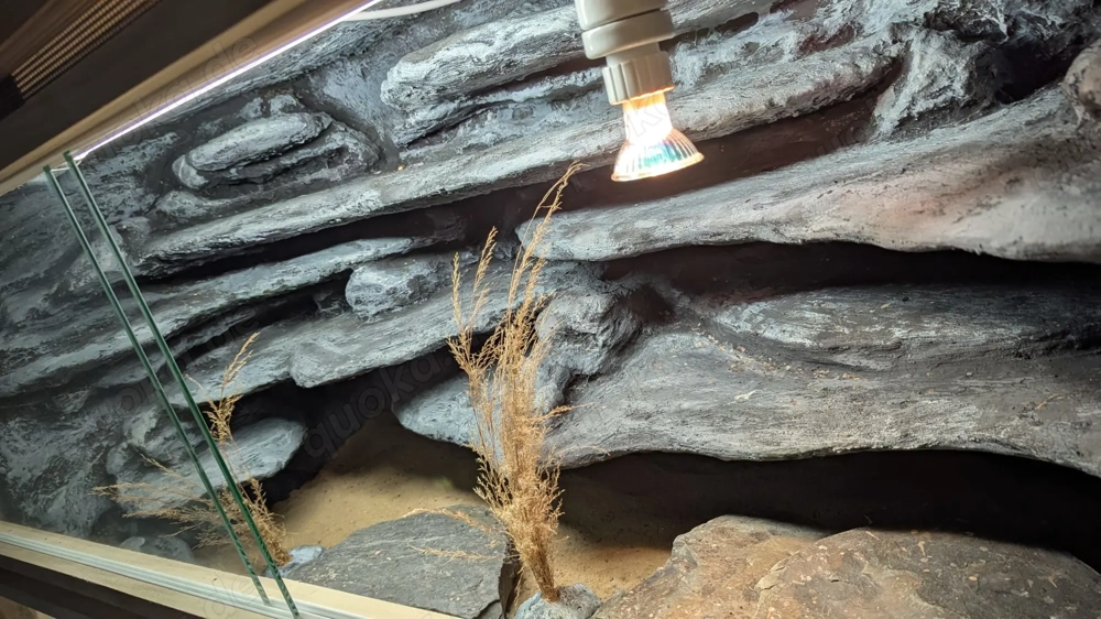 OSB Terrarium 120x60x60