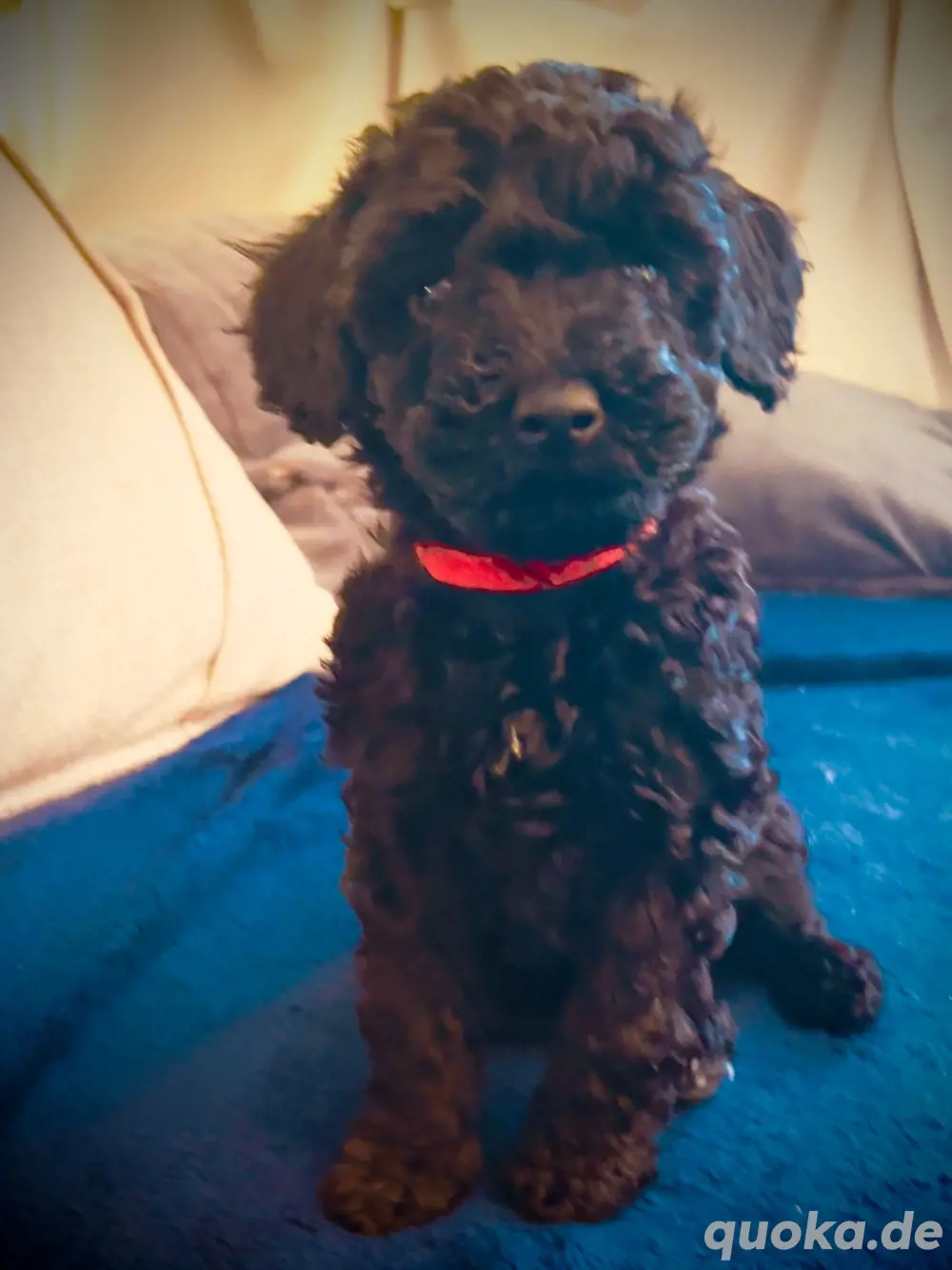 Reinrassige Zwergpudel in  Schwarz