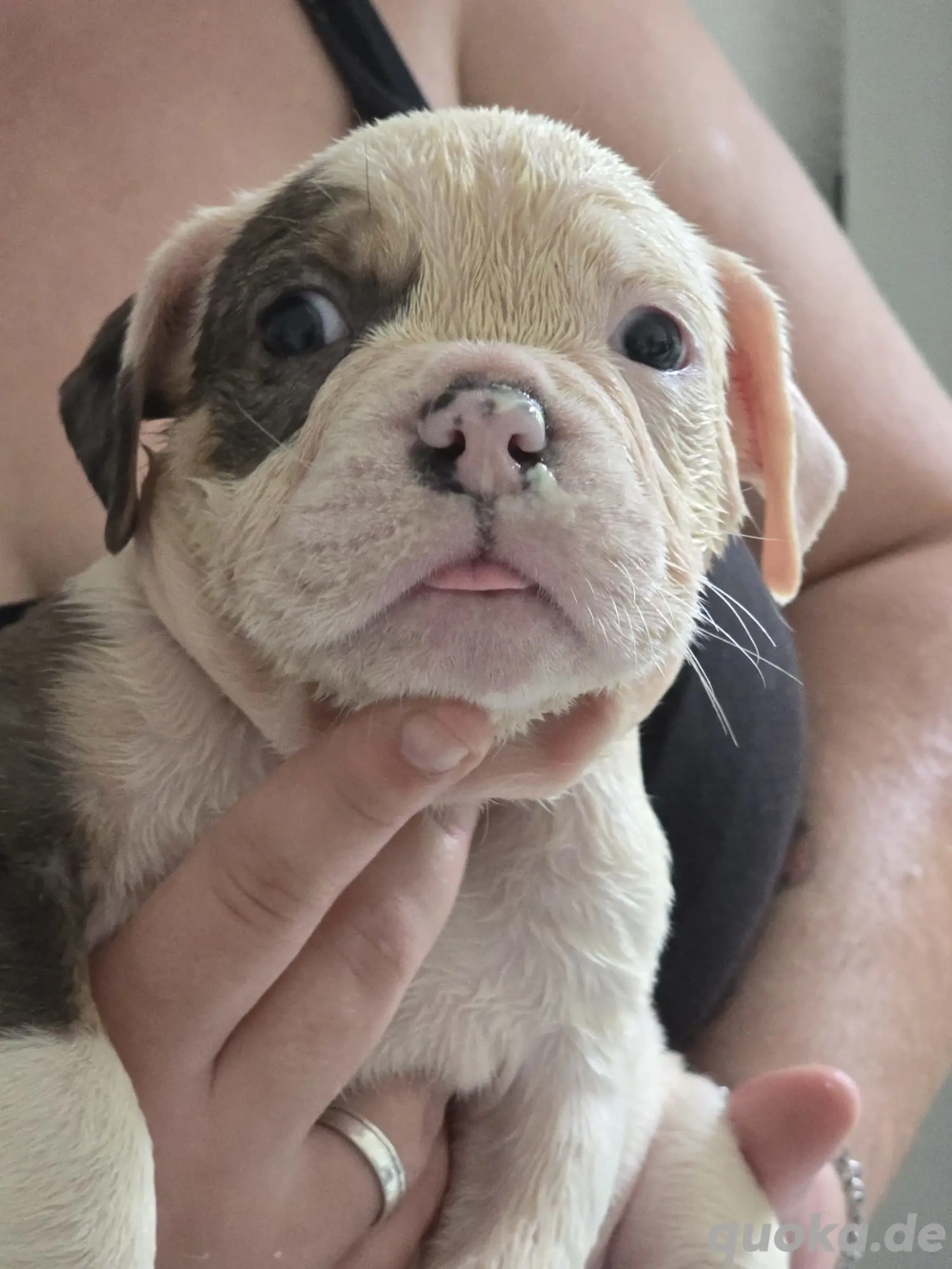 Old Englische Bulldogge 