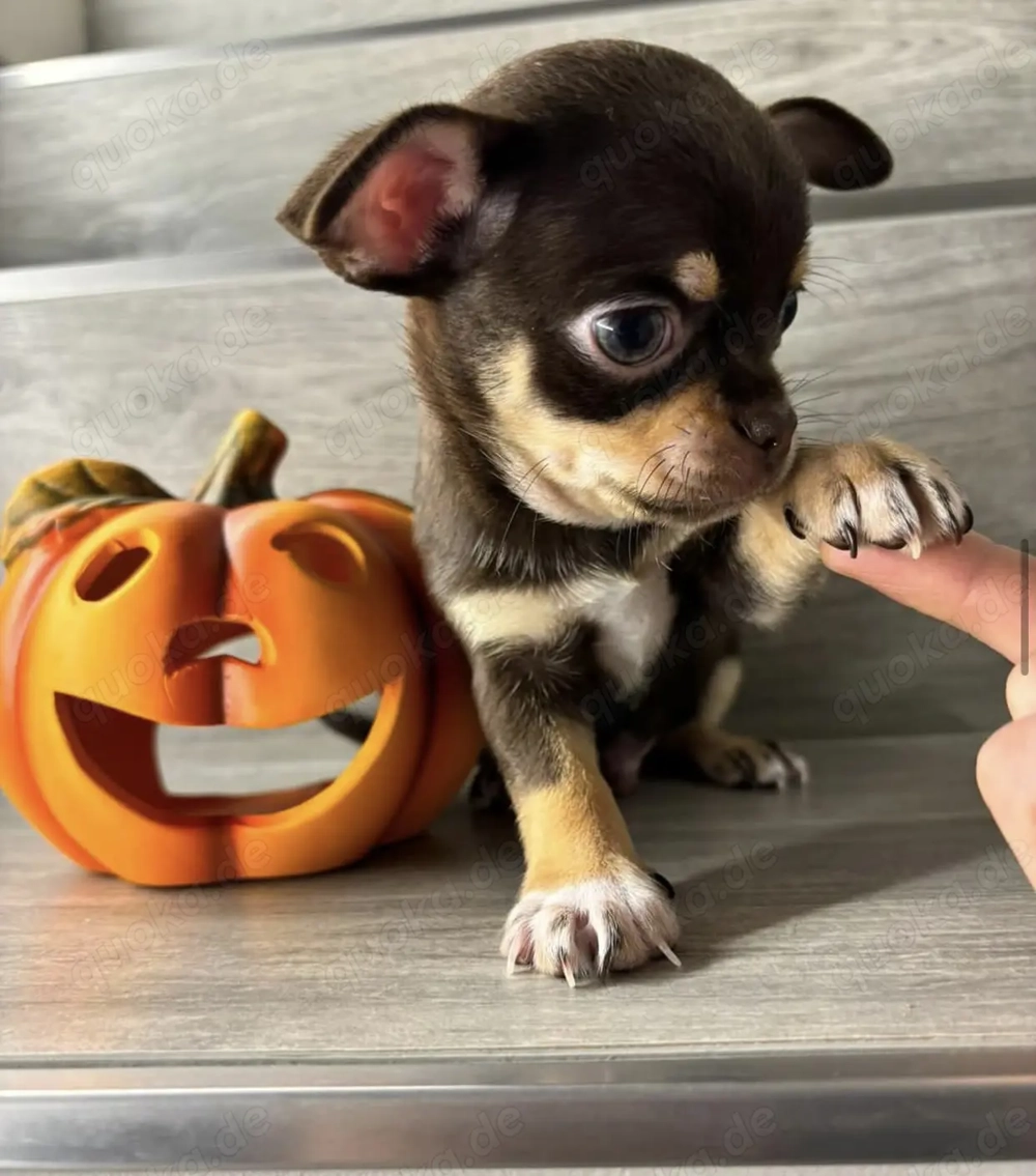 Gesunde Chihuahua-Welpen bereit.