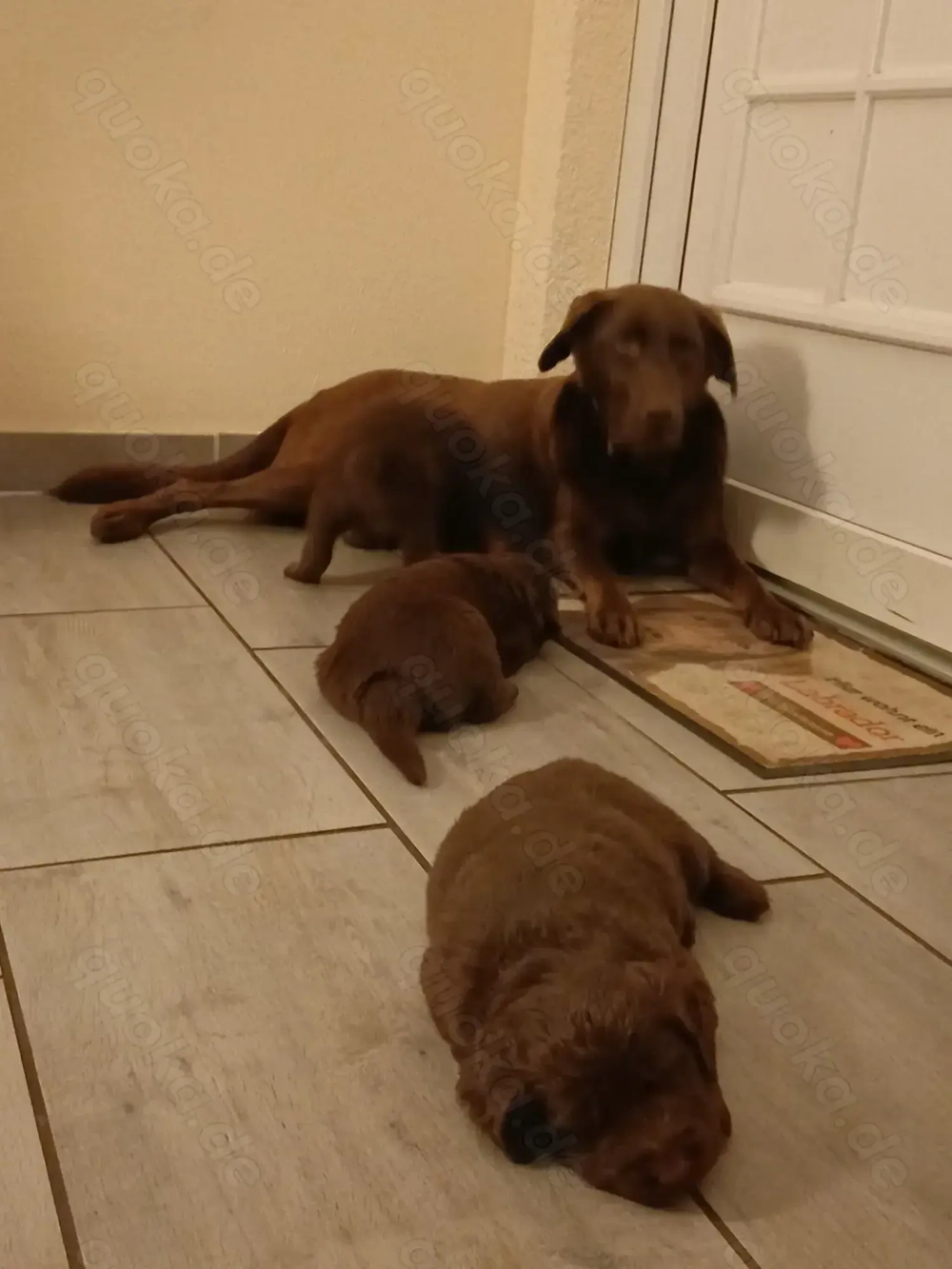 Labrador Welpen braun  Labrador Welpen braun