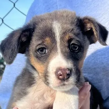 Elsie, geb. ca. 08 2025, lebt in GRIECHENLAND, im städt. Tierheim Serres