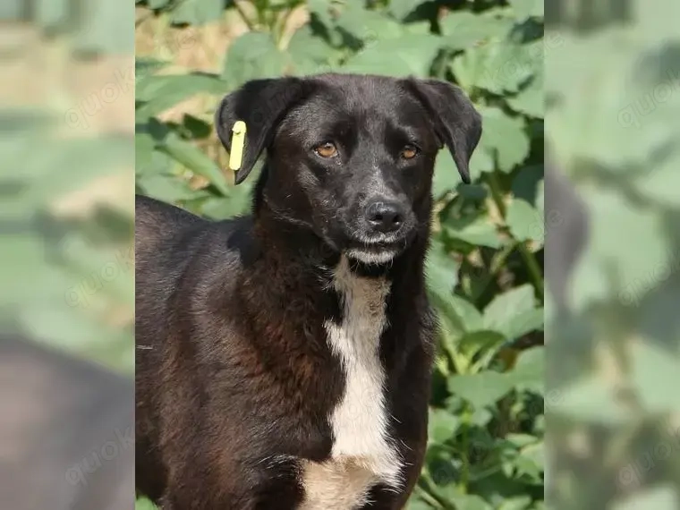 Joy hofft auf neue Chance 