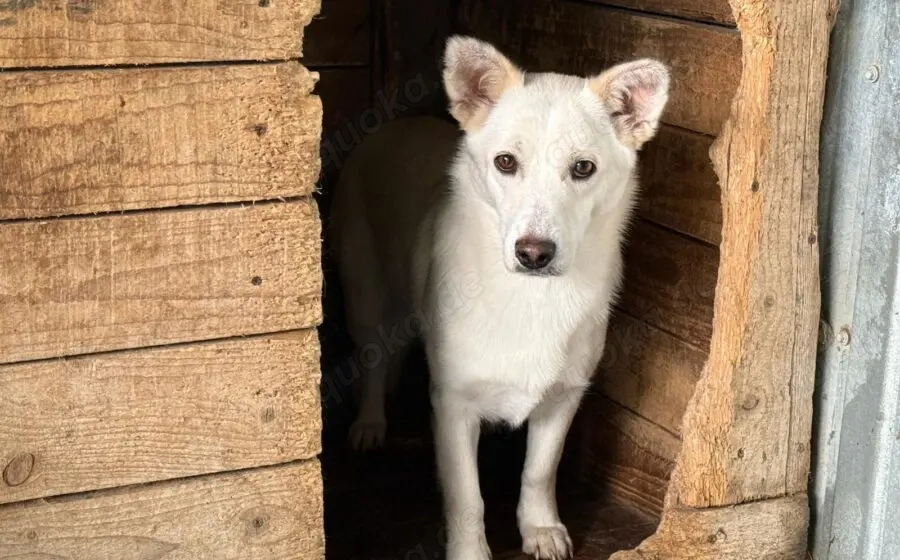 Powerpaket Jana sucht ein Zuhause