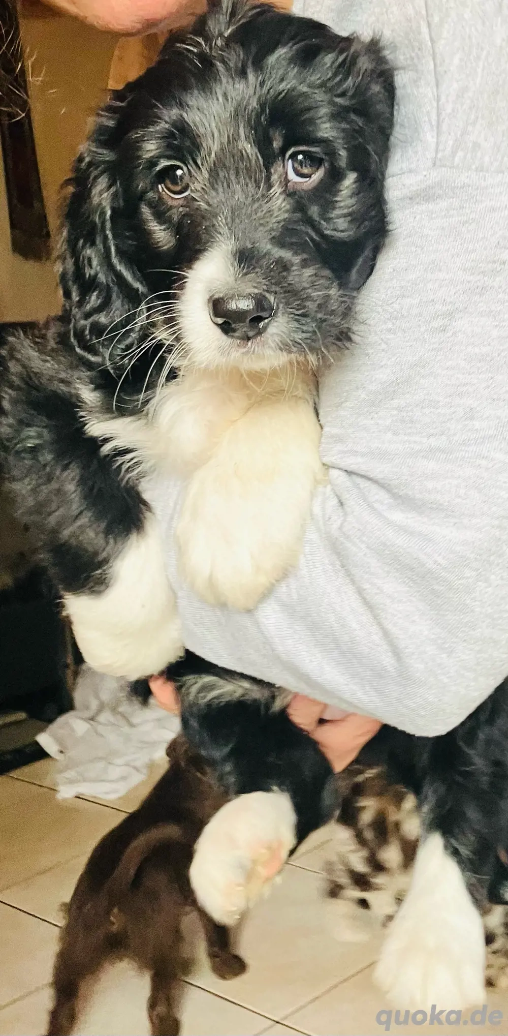 Aussidoodle Rüden Aussidoodle Rüden