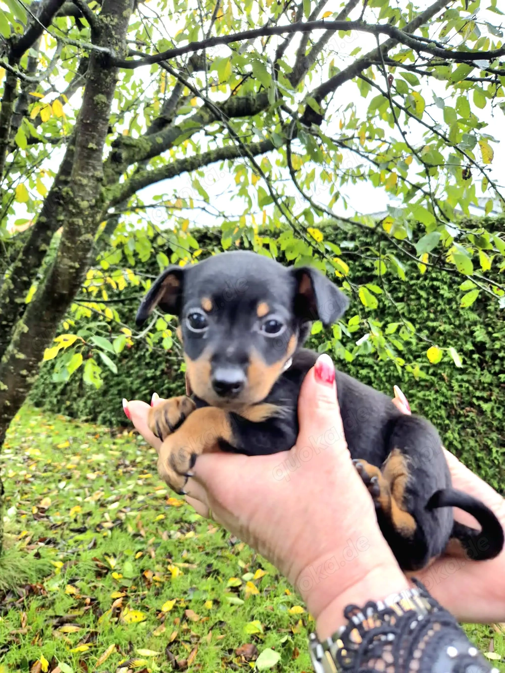 Prager Rattler Welpen Black and tan