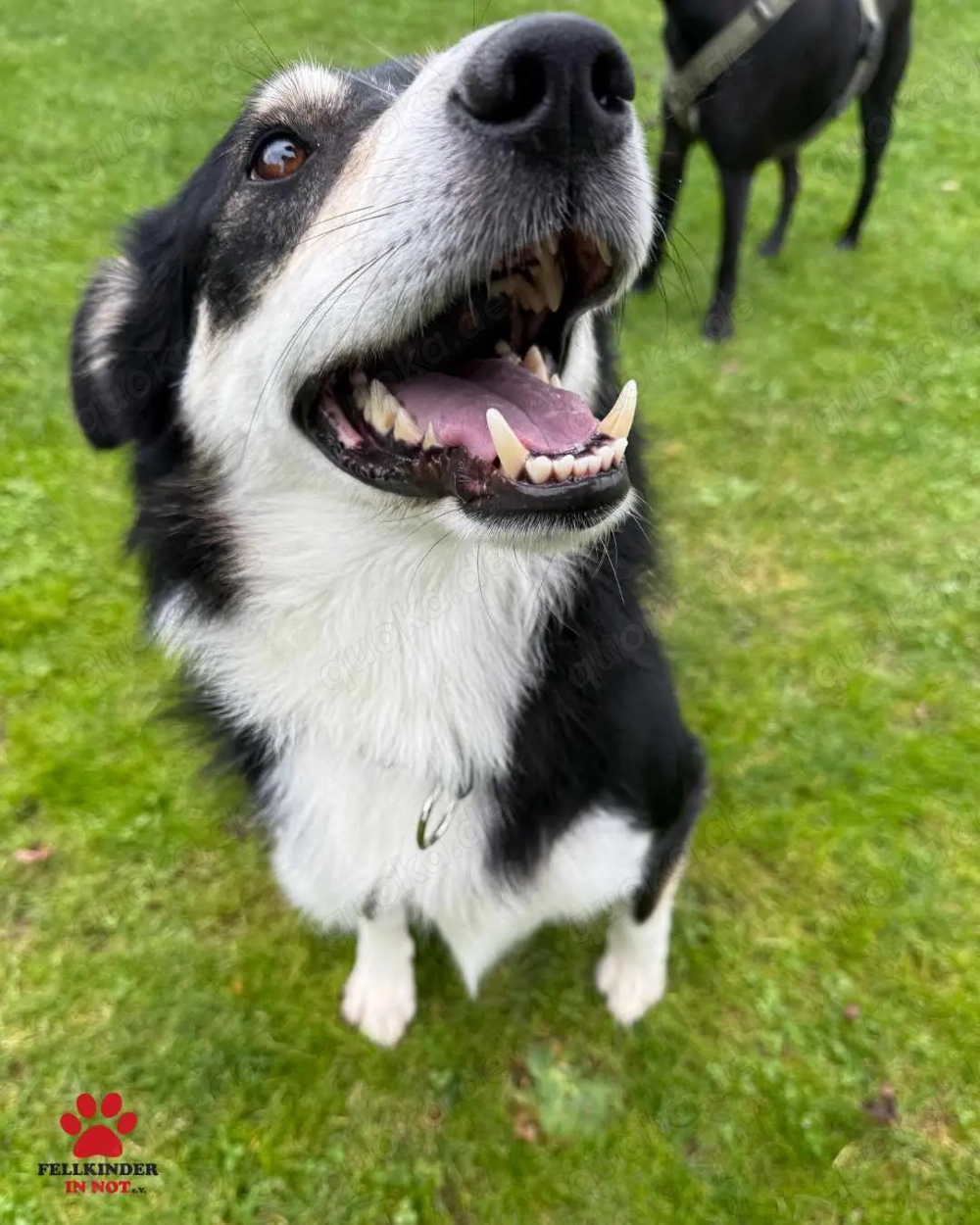Cuby hübscher Border-Collie Mischlings-Rüde sucht erfahrenes Zuhause oder Pflegestelle
