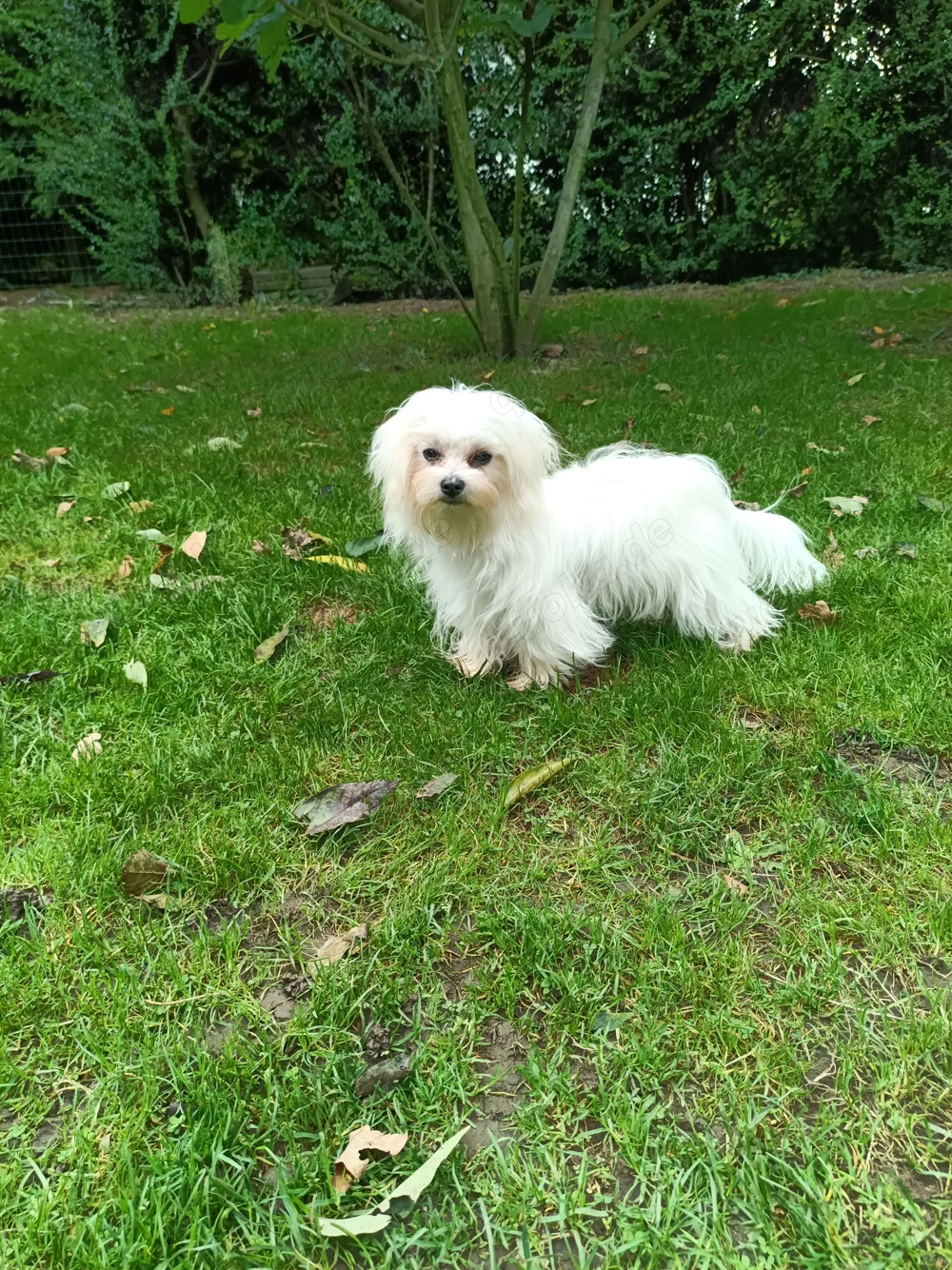 Wunderschöner Malteser Rüde