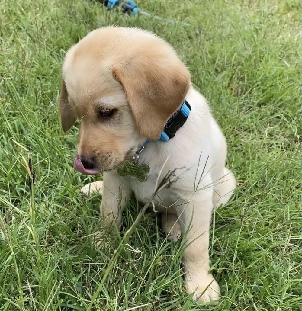 Liebevolle männliche und weibliche Labrador-Welpen