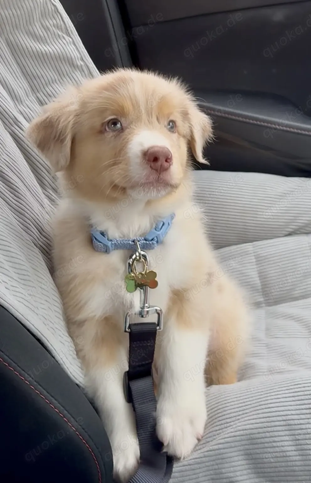 Liebevolle Labradorwelpen zu verkaufen.