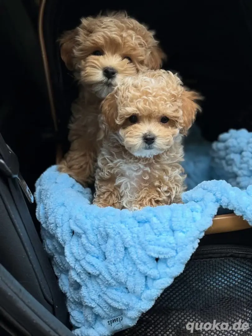Maltipoo-Welpen verfügbar