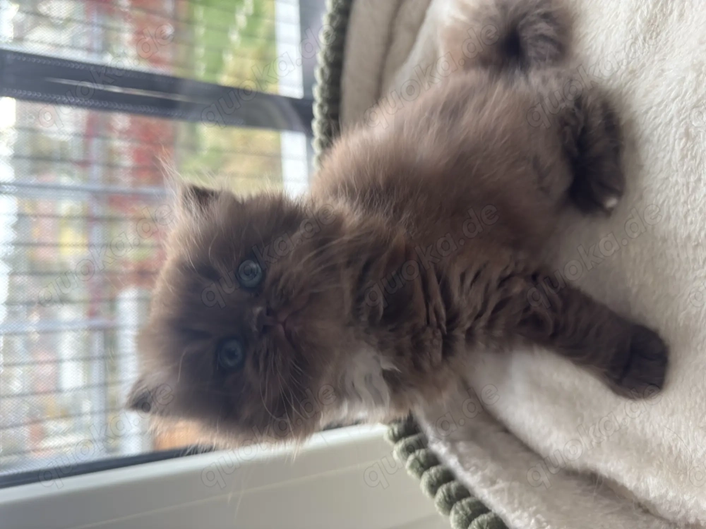 Langhaarige Mischlingskatze Schokolade Katzen 