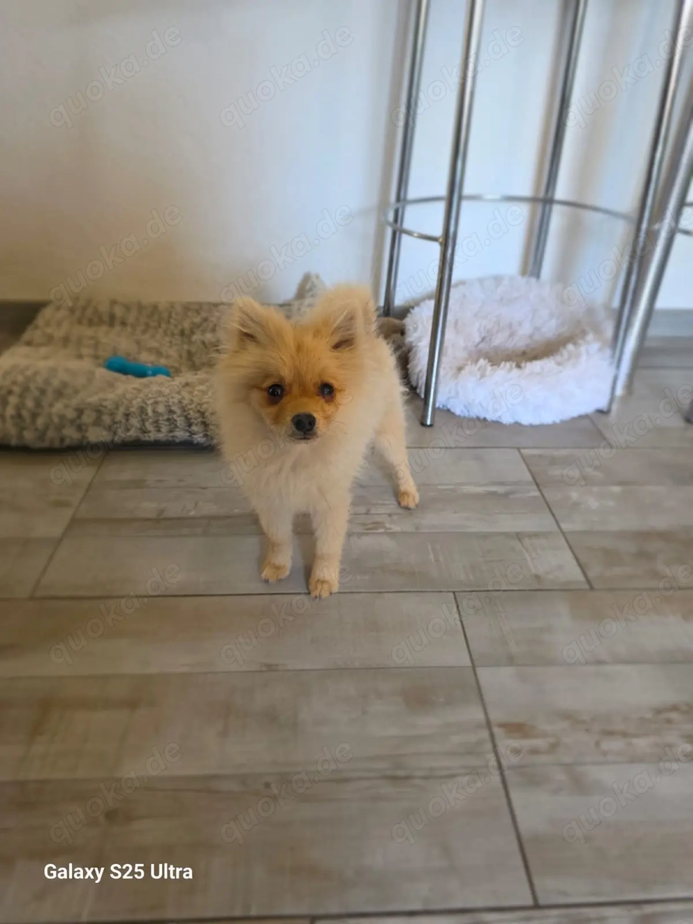 Balou ein kleiner Spitz sucht ein Zuhause Balou ein kleiner Spitz sucht ein Zuhause