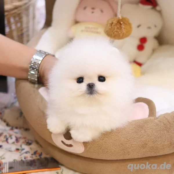 Kleiner Zwergspitz Pomeranian Welpen mit Ahnentafel