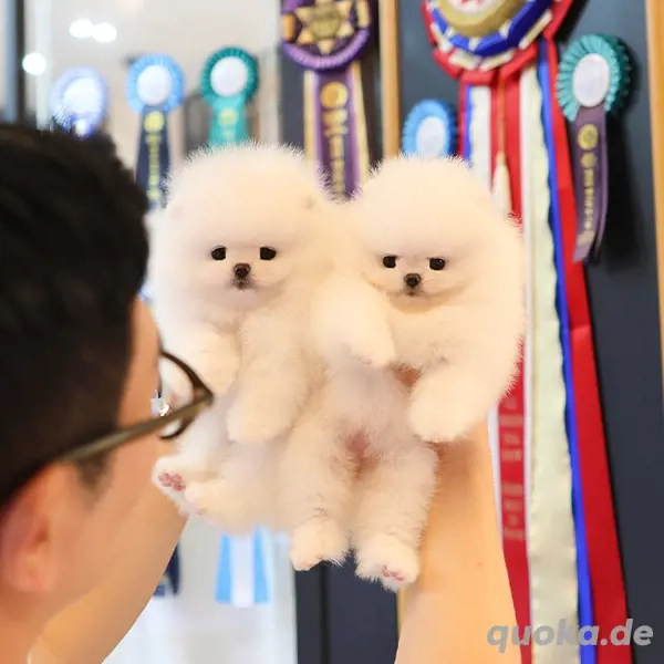 Süße Pomeranian  Zwergspitz Welpen