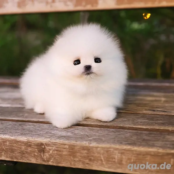 Wunderschöne Zwergspitz - Pomeranian Welpen in super schöner Farbe
