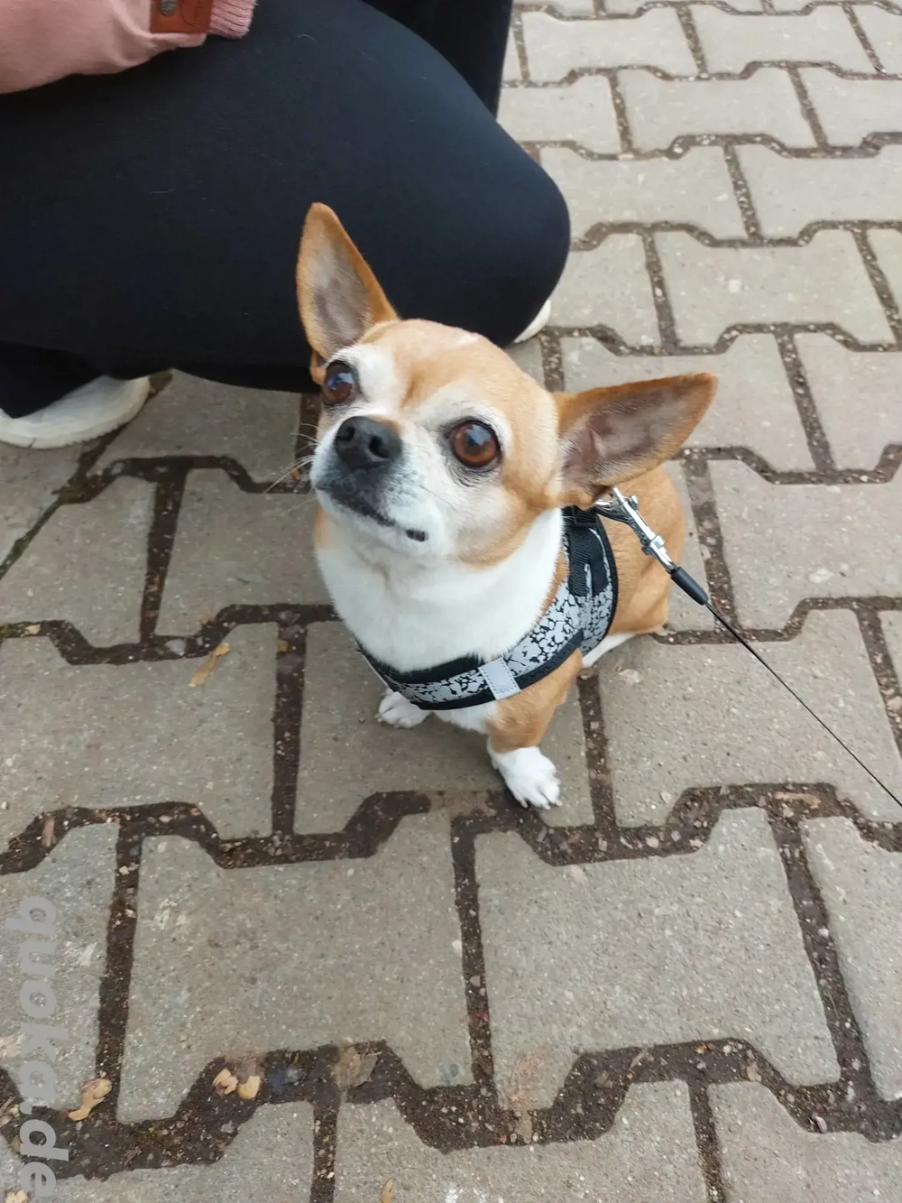 Chihuahua sucht  Chihuahua sucht