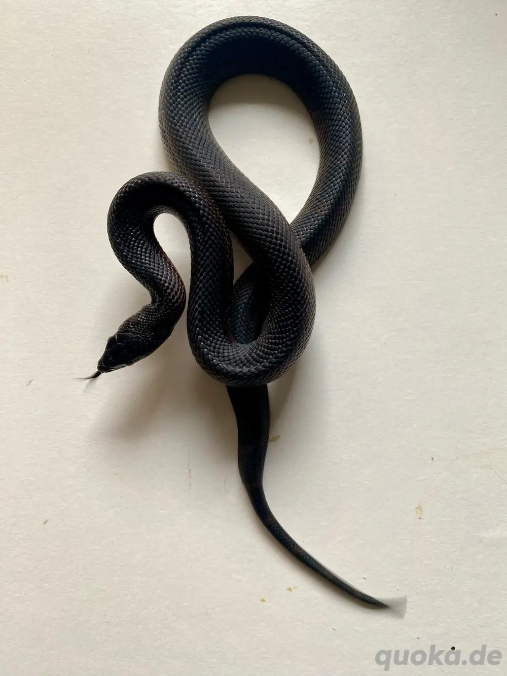 1.3 Pituophis melanoleucus lodingi NZ 2025, schwarze Kiefernatter 1.3 Pituophis melanoleucus lodingi NZ 2025, schwarze Kiefernatter