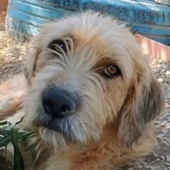 Sid, geb. ca. 08 2022 , lebt in GRIECHENLAND, auf einer privaten Pflegestelle 