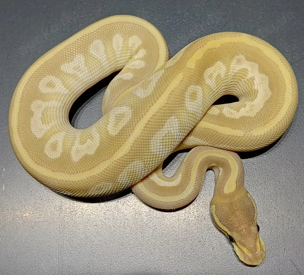 Königspython 1.0 Crystal NZ'25