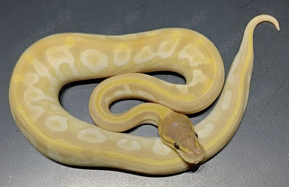 Königspython 1.0 Crystal NZ'25