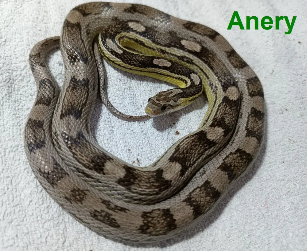 Kornnatter Anery Weibchen 0.1