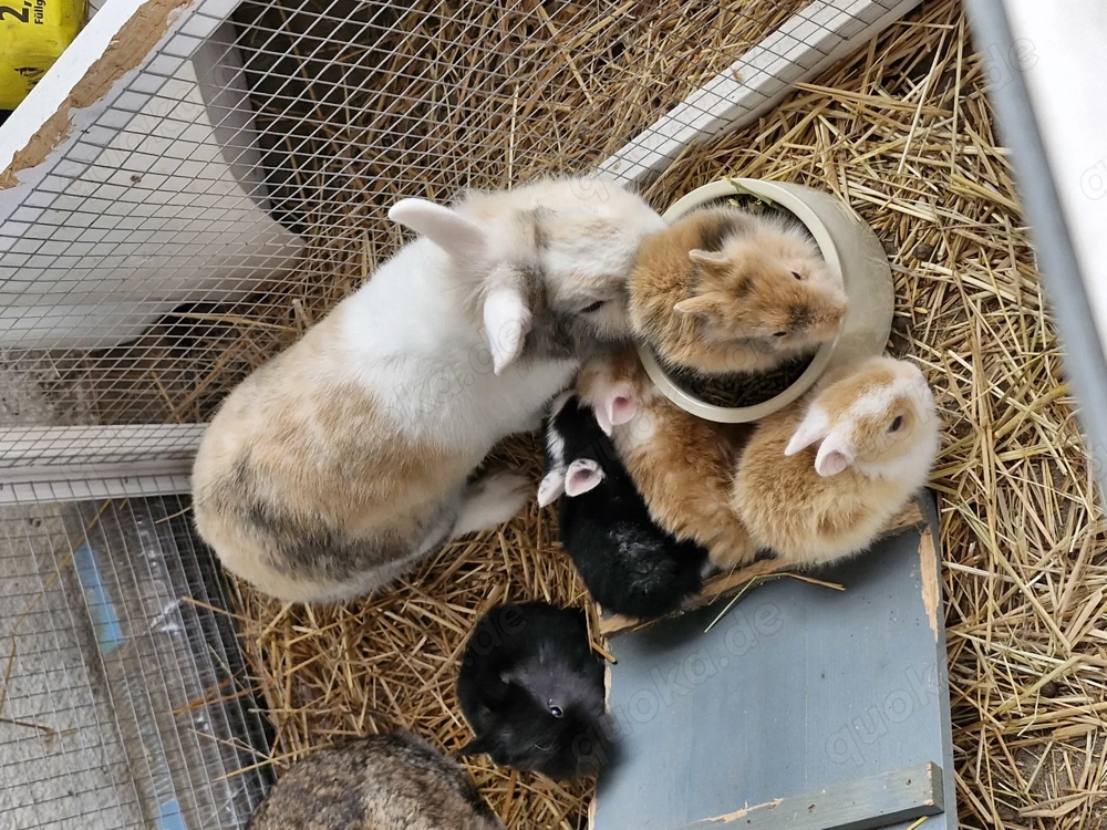 Kleine süsse Zwerghäschen