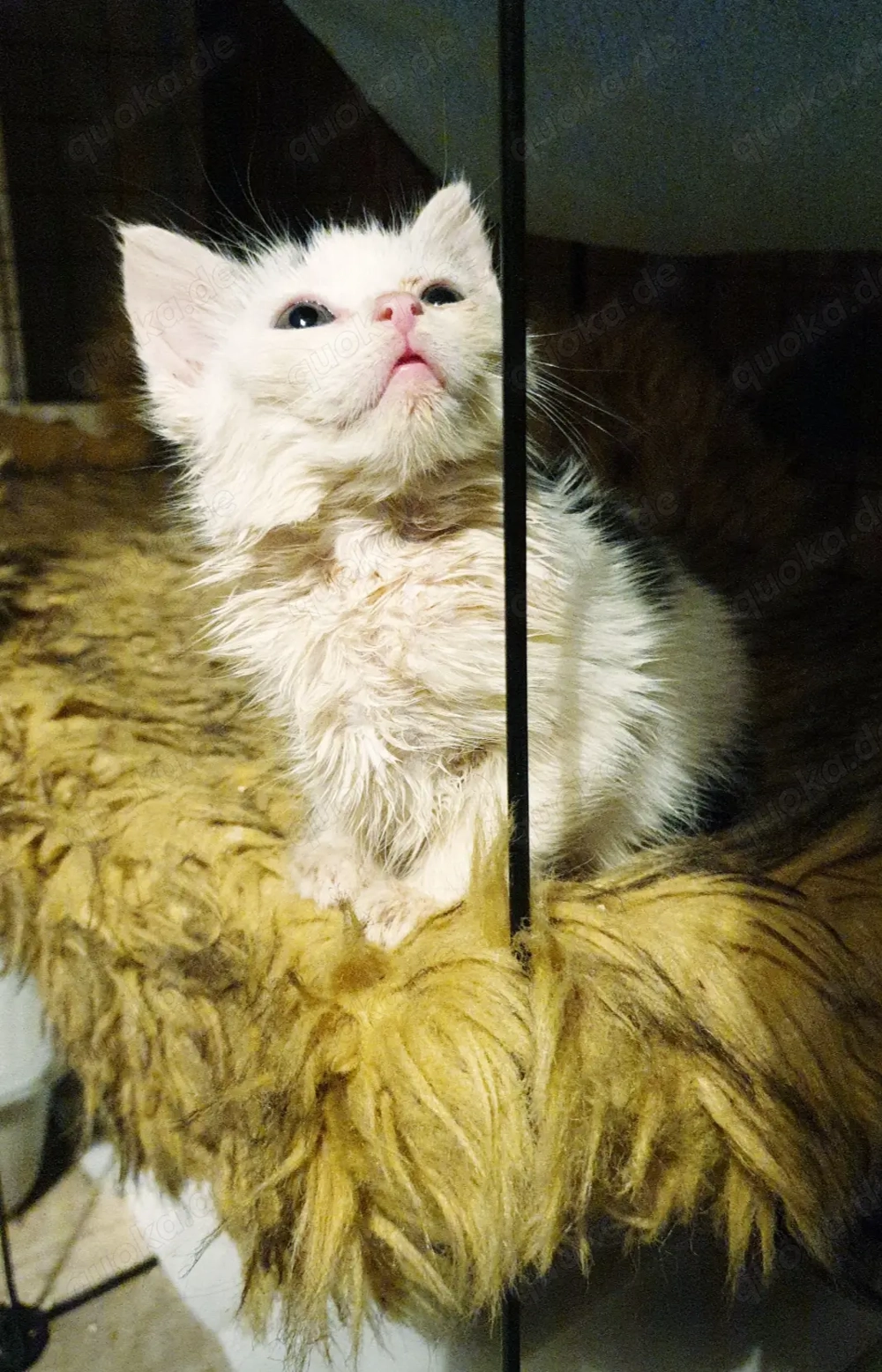 Hauskatzen suchen neues Zuhause 