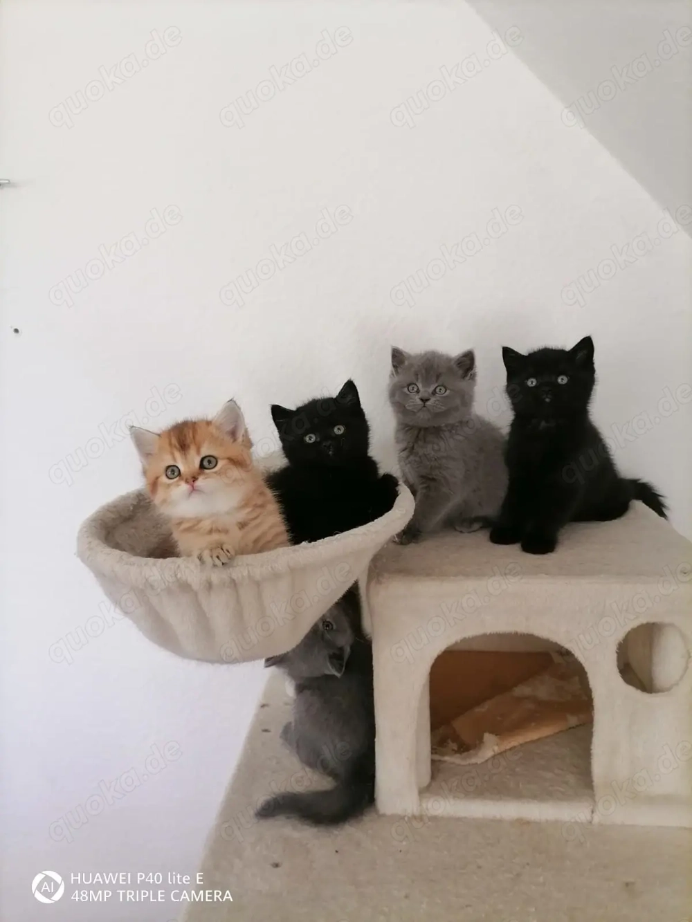 Reinrassige Britisch Kurzhaar Kitten 