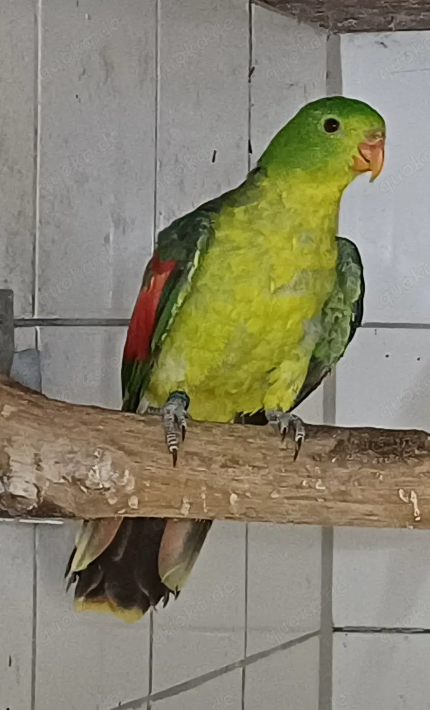 Rotflügelsittich Hennen gelb