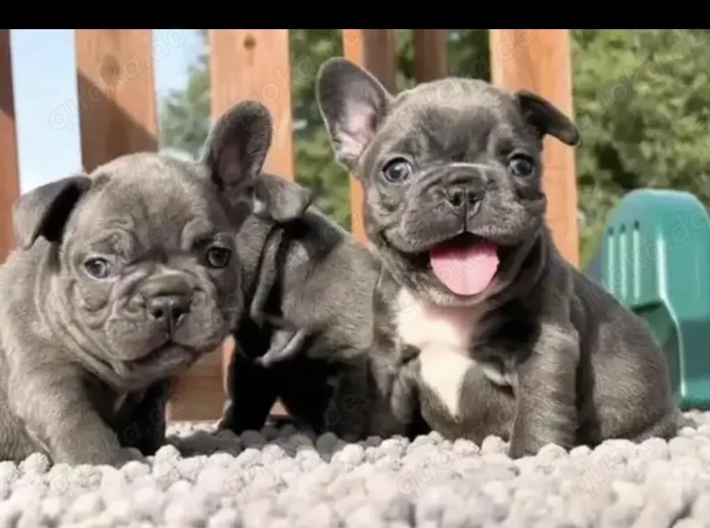 Französische Bulldoggen Welpen 