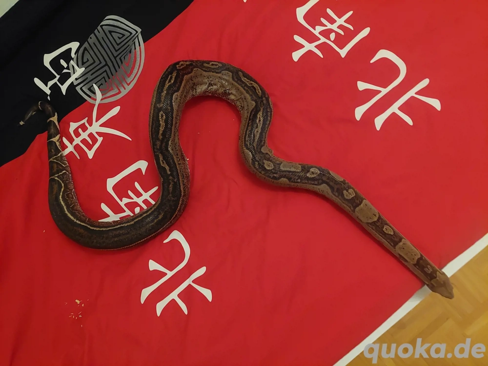 Boa imperator1.0 Jungle 100%het VPI Gandolfo line  profen brieder.