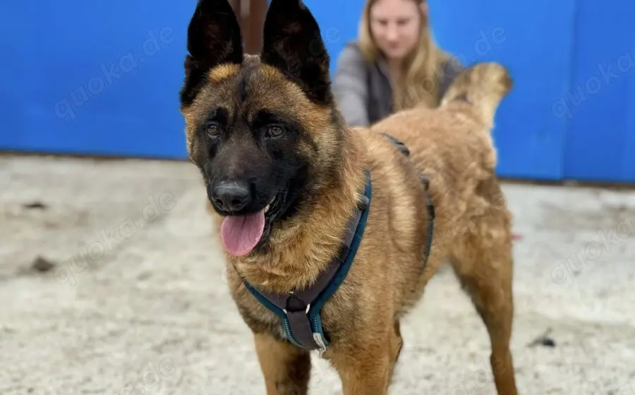 Aufgeweckter Malinois Mix Aaron sucht aktives Zuhause