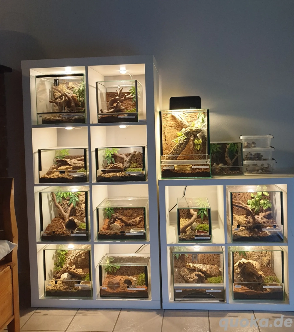 verschiedene Vogelspinnen Terrarien Exo Terra 