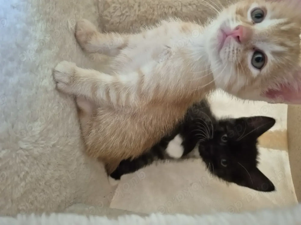 Katzebaby zu verkaufen