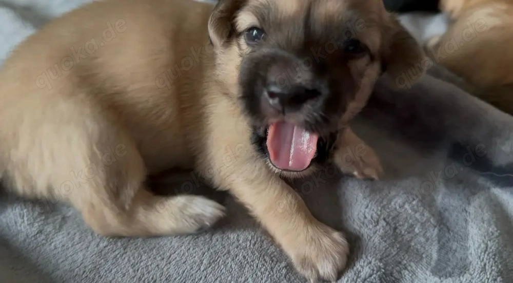 Liebevoll aufgezogene Maltichon-Aussie-Mix Welpen - Familienaufzucht mit Eltern vor Ort  