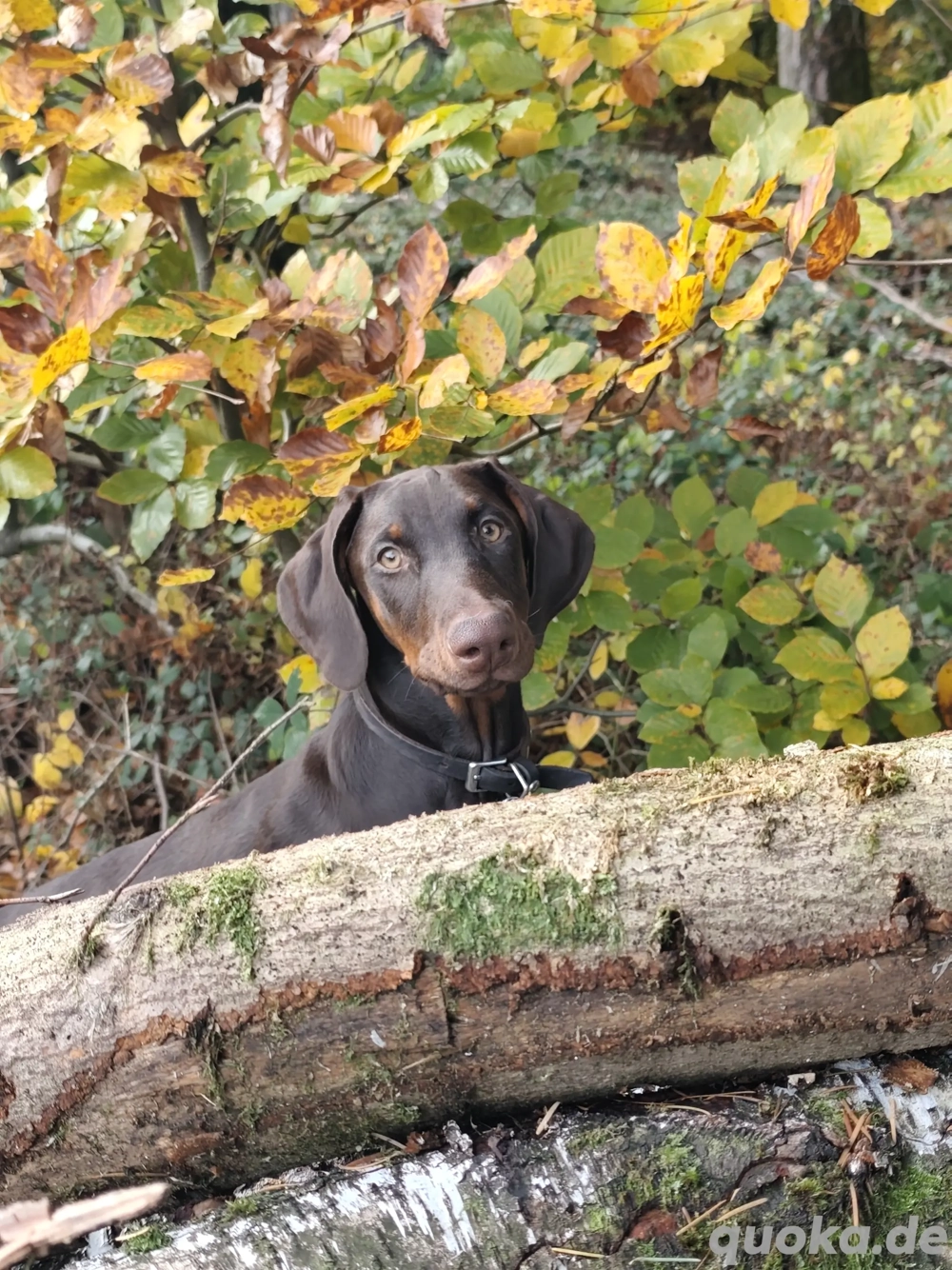 Reinrassige braune Dobermann Hündin 4  Monate 