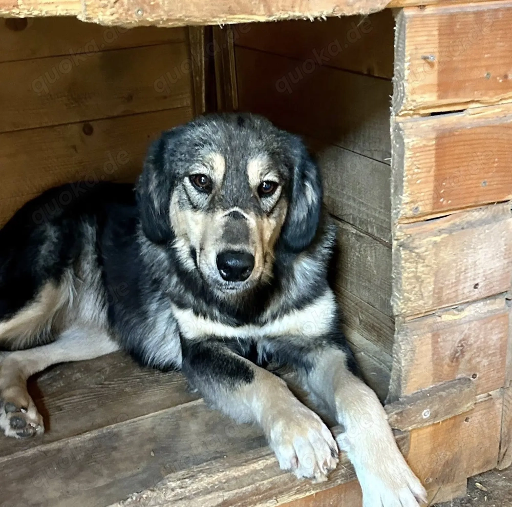 Hope sucht ihre Menschen   