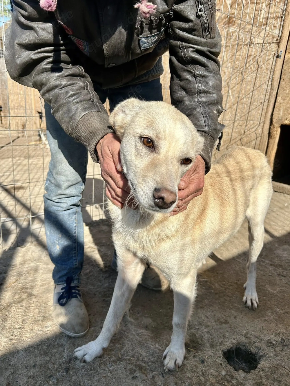 Milo - aus der Tötung gerettet