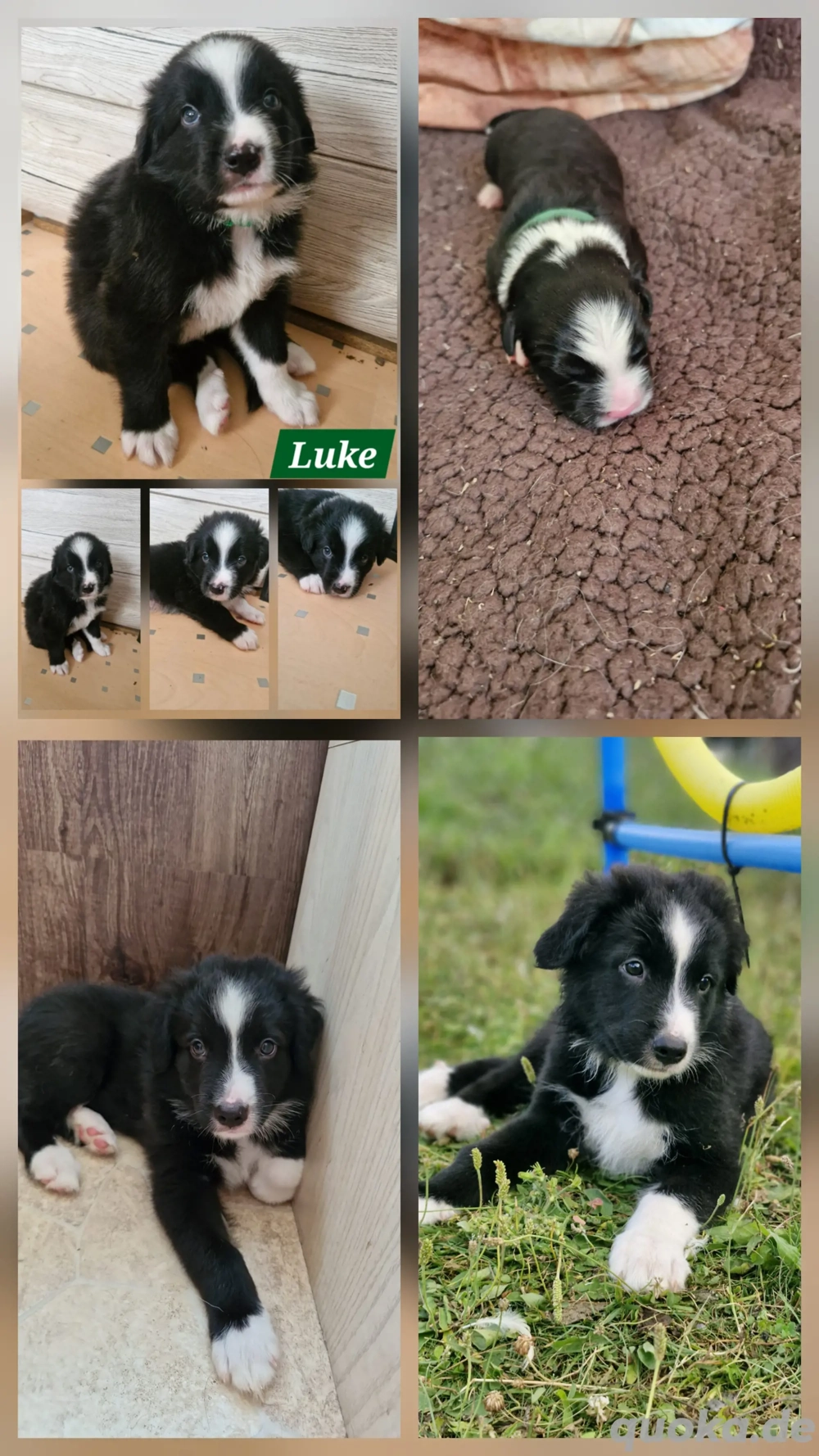 Australian shepherd Border Collie Rüde