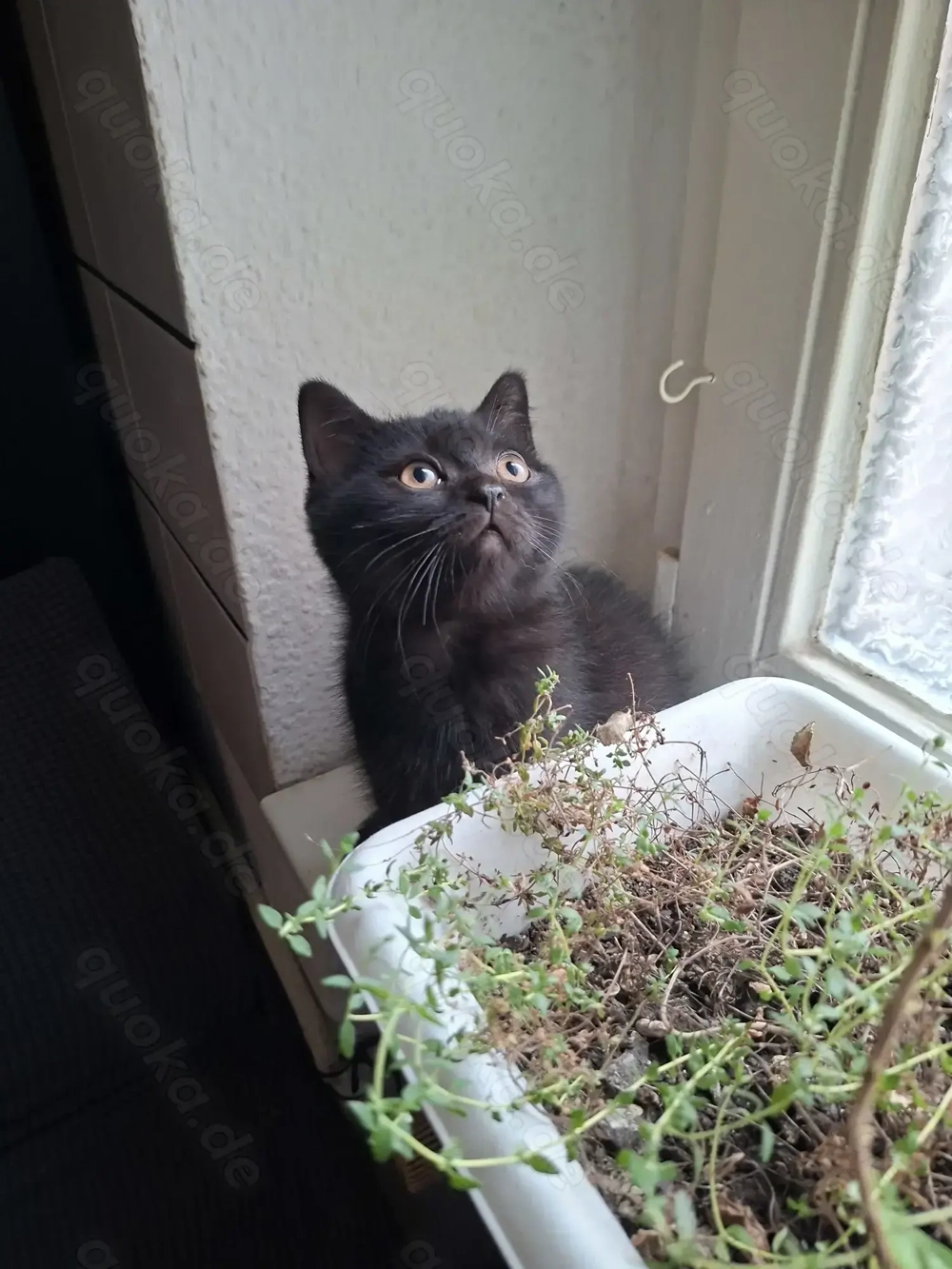 2 BKH Kitten suchen noch ein liebevolles Zuhause 