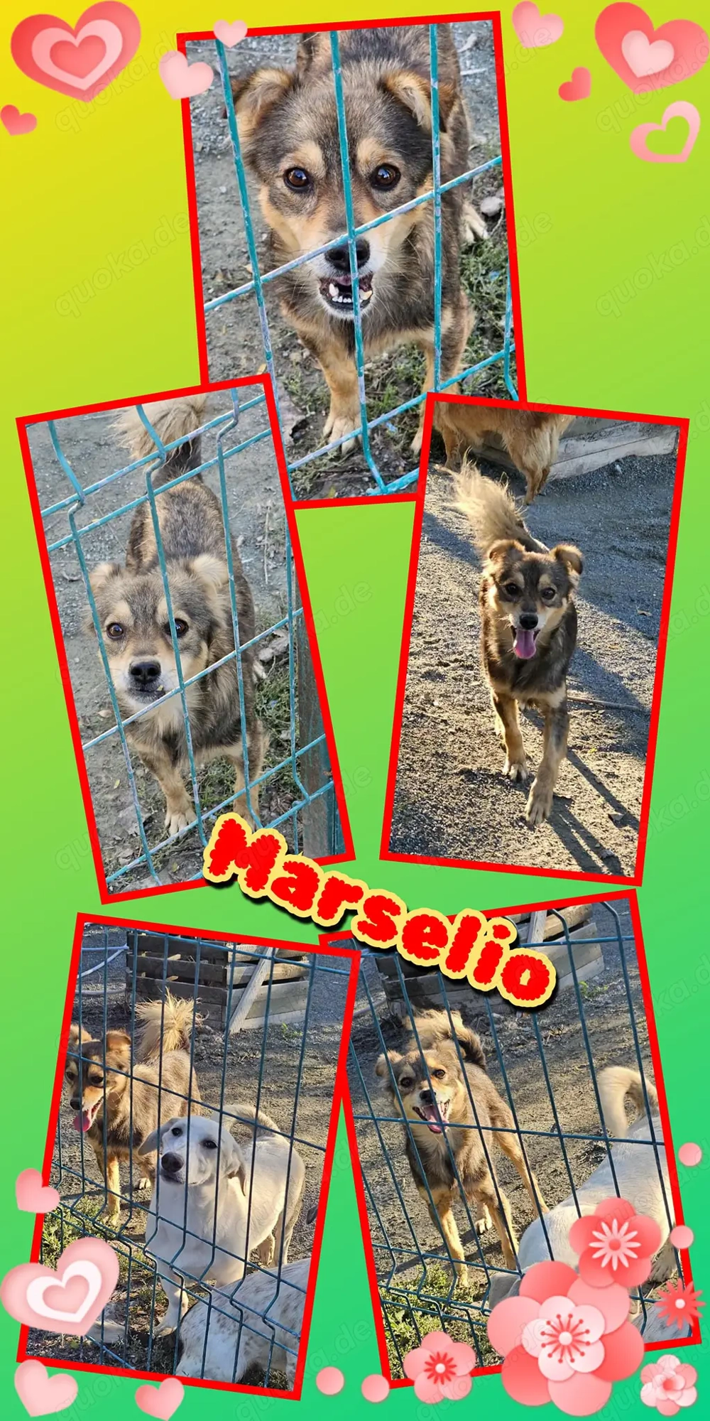 Süßer Marselio- bald auf Pflegestelle!