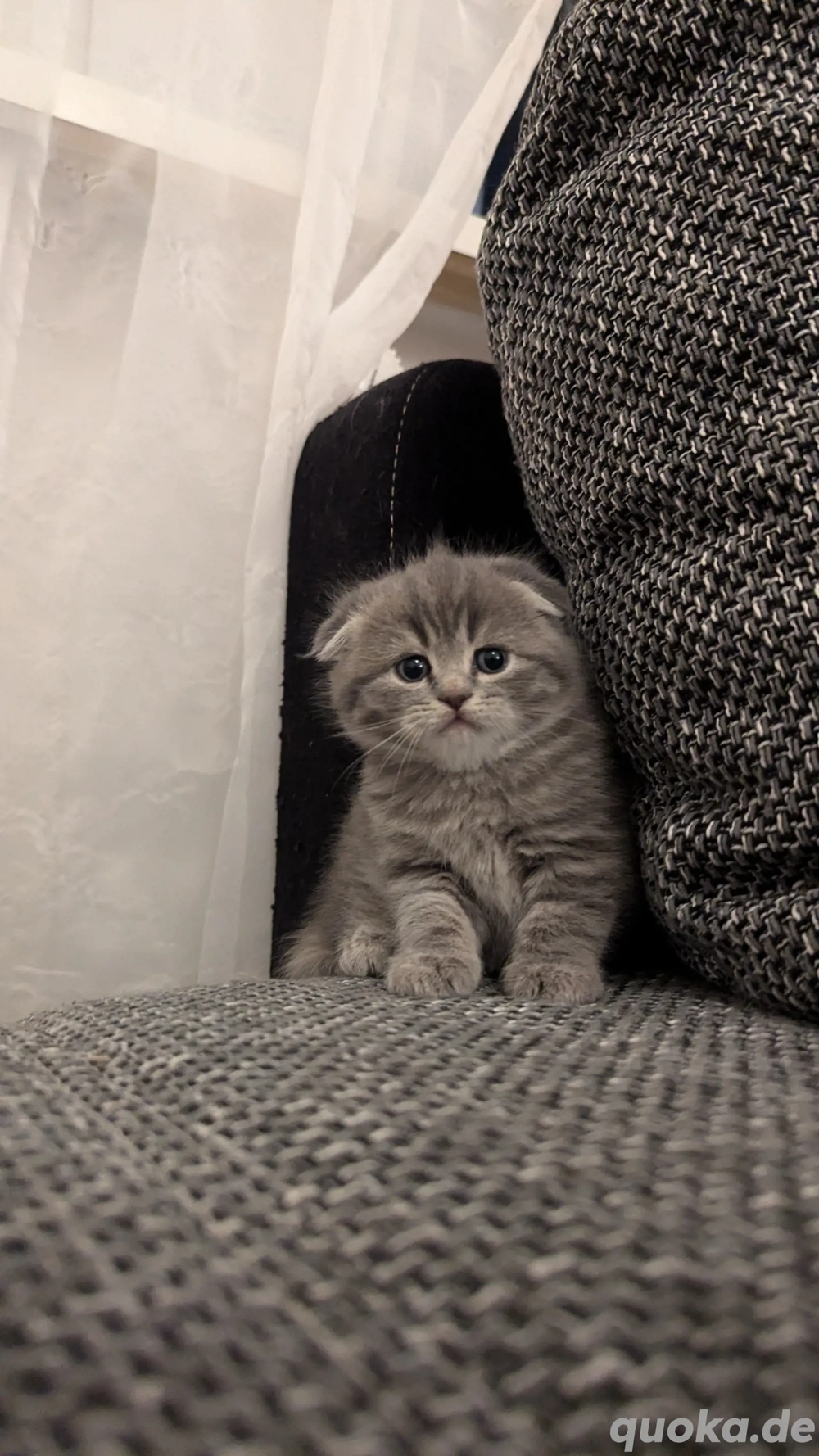 Zwei Kartäuser BKH Kätzchen mit Faltohren suchen ein neues Zuhause  Zwei Kartäuser BKH Kätzchen mit Faltohren suchen ein neues Zuhause
