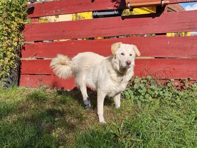 Pulcino sucht sein Zuhause